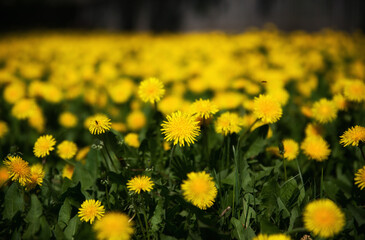 Obraz premium Green field with yellow dandelions. Closeup of yellow flowers on the ground
