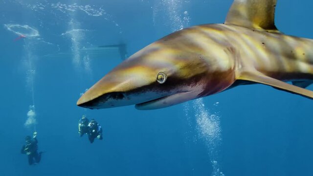 Shark diving in the red sea with the Oceanic whitetip shark (Carcharhinus longimanus). Marsa Alam egypt,Elphinstone reef with the sharks under the boats.