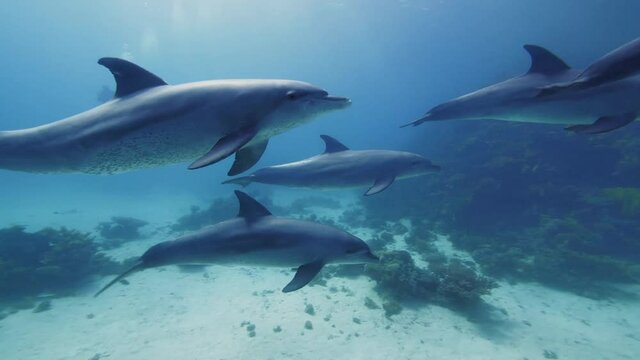 Group of dolphins swimming in the blue water of the norther Red sea. Aquatic marine animals in their natural habitat.