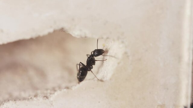 Close Up Of Black Ant Exploring Underground.