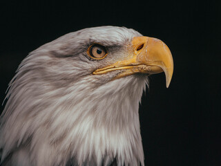Portrait of a Bald Eagle