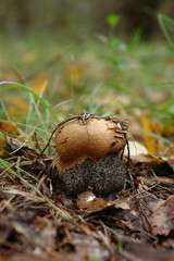 A small orange birch bolete (Leccinum versipelle) with a thick, barrel-shaped stem among the fallen leaves in the forest, close-up, copy space for text