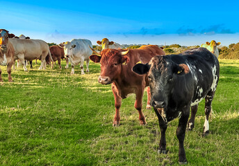 cows in the field 
