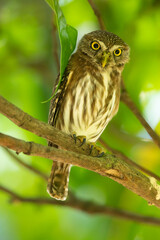 The ferruginous pygmy owl (Glaucidium brasilianum) is a small owl that breeds in south-central Arizona and southern Texas in the United States, south through Mexico and Central America