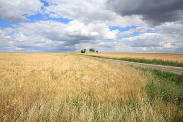 Fototapeta na wymiar Scenic farmland and rural road in Lorraine, France