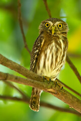 The ferruginous pygmy owl (Glaucidium brasilianum) is a small owl that breeds in south-central Arizona and southern Texas in the United States, south through Mexico and Central America
