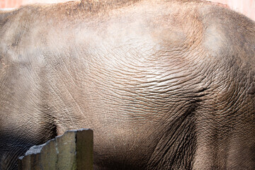 Asian female elephants beg for food at a zoo in Liaoning, China
