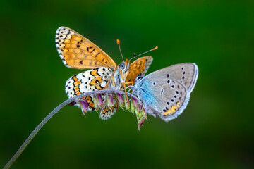 Macro shots, Beautiful nature scene. Closeup beautiful butterfly sitting on the flower in a summer garden.

