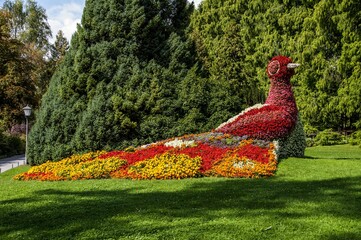  Pfau, hergestellt aus Blumen, Insel Mainau, Bodensee, Baden-Württemberg, Deutschland.  Peacock...