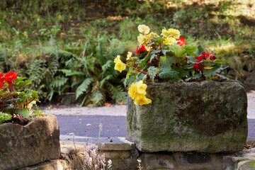 In rustic, stone troughs, Begonia flowers catch the evening autumn sun in the moorland amateur garden at 900ft in Nidderdale