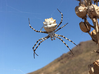 araña tejiendo telaraña azul almería IMG_2578-as20