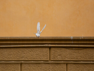 White dove flying against a background of an old brick wall. Bird flies down. High quality photo.