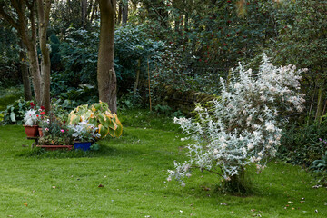 A quiet autumnal corner of the amateur moorland garden at 900ft in Nidderdale
