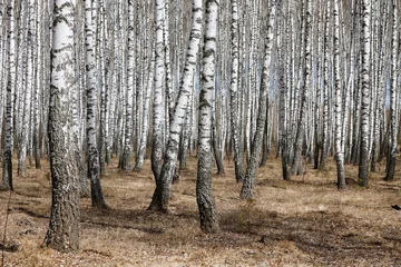 Foto op Plexiglas Trunks of birch trees, birch forest in spring, panorama with birches © makam1969