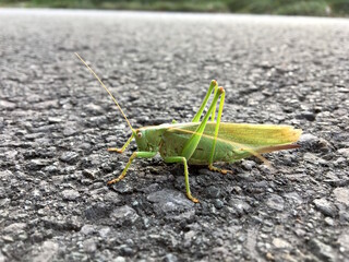 Grashüpfer, Heuschrecke auf Asphalt, Close-up