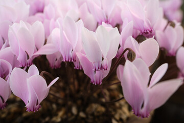 Close-up of Cyclamen persicum, the Persian cyclamen, a species of flowering herbaceous perennial...