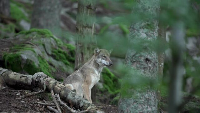 Eurasian wolf hides in the forest. Wolf has a rest. Wolf pack in the dark forest. Europe nature. 
