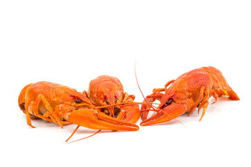 Boiled Fresh Crayfish,Crawfish,  isolated on white background