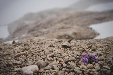 hopely flower at cold mountain
