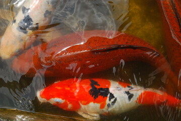 Beautiful koi fish swimming in the pond.