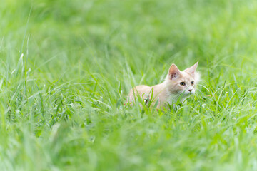 ノルウェージャンフォレストキャット2