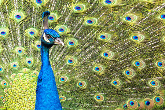 Closeup shot of a blue peacock with colorful feathers
