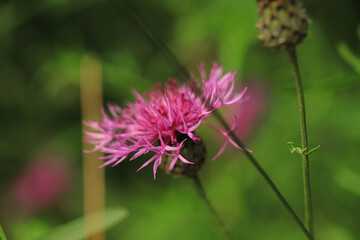 Delicate flowers of thistle, purple in color, on a tough, green head. A genus of plants in the Astrov family.