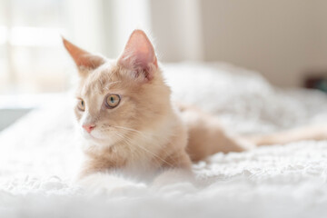 ノルウェージャンフォレストキャット26