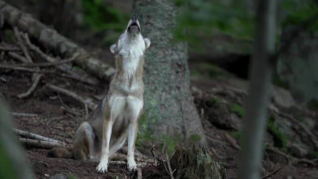Eurasian wolf hides in the forest. Wolf howled during the day. Wolf pack in the dark forest. Europe nature. 