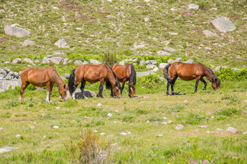 Horses at the mountains