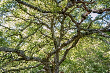 Fototapeta premium Cammino dei Briganti