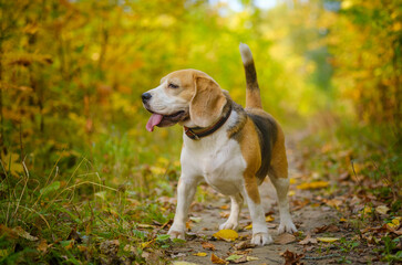 Beagle dog on a walk in the autumn Park