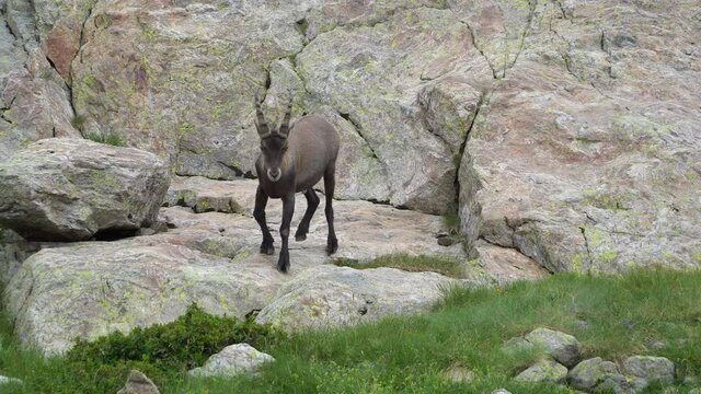 follow shot for an Alpine ibex wild goat injured in one foot walking down carefully between rocky cliffs of the Alps mountains.