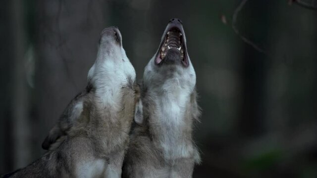 Eurasian wolf hides in the forest. Wolf howled during the day. Wolf pack in the dark forest. Europe nature. 