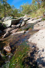 Mountains and Rocks in Siberian area Sheregesh (Russia) covered with coniferous forest on a summer sunny day