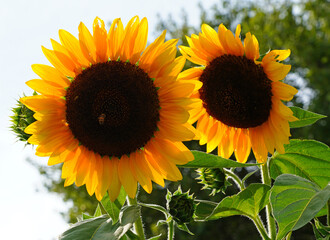 A yellow sunflower (helianthus) in summer