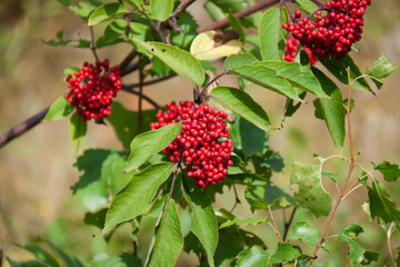 Red berries with green leaves in the mountainous region of Siberia
