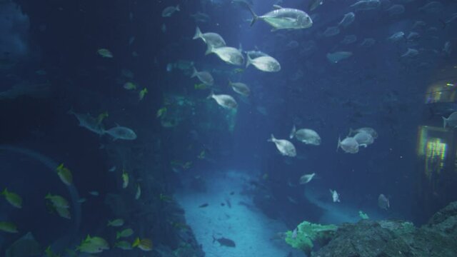 Amazing underwater footage in one of the world's largest indoor aquarium the Dubai Mall Aquarium with the amazing school of fish swing around with the beautiful coral, gates underwater, 8K