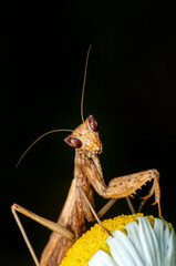 Close up of pair of Beautiful European mantis ( Mantis religiosa )