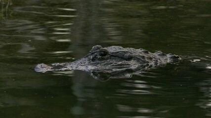 alligator waiting patiently in the shallows