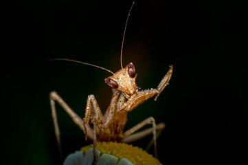 Close up of pair of Beautiful European mantis ( Mantis religiosa )