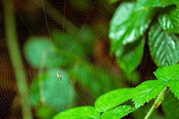 spider in the center of the cobweb on a blurred background