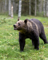 Obraz na płótnie Canvas Brown bear in North Karelia of Finland. Bear watching is a popular attraction in North Eastern Finland where bear population in healthy.