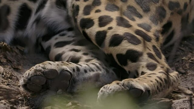 jaguar paws close up laying down