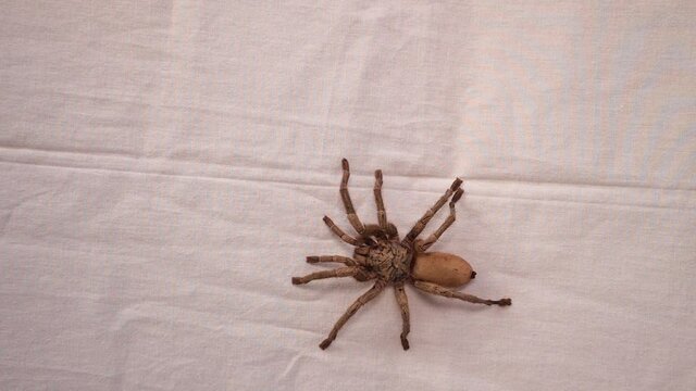 tarantula fangs.
holding tarantula spider on white background.
close up female of spider.
closeup wild tarantula 
insect, insects, bugs, bug, animals, animal, wildlife, wild nature, forest, woods, gar