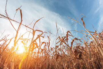 Obraz premium Large agricultural field of dry ripe corn