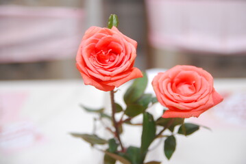 pink rose flower decoration on the dining table flower vase