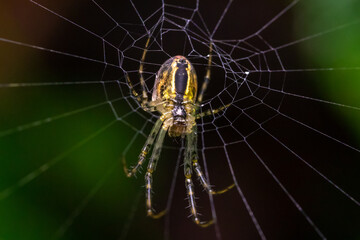 spider in the center of the cobweb on a blurred background