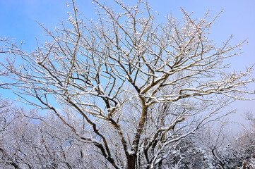 雪の樹木