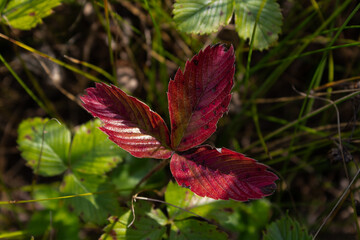 The leaves of the woodland strawberry